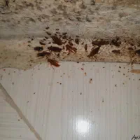 سمپاشی صدراریشه کنی موریانه|خدمات نظافت|زاهدان, |دیوار