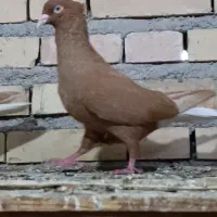 زرد دم سفید ماده