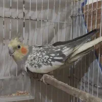 عروس هلندی سخنگو   جفت با تخم