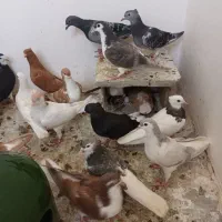 همه کفترای ساده پای هم هنوز نصف بیشترش نیستن