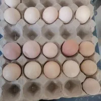 تخم مرغ لوهمن اصل و برهما اصل