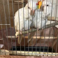 جوجه سرلاکی راهب سرلاکی نرمه خور  نژاد خاص درجه ۱