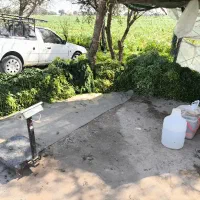 سبزی خورشتی