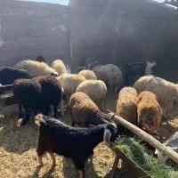بره