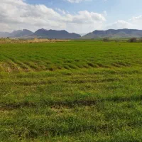 کود ارگانیک