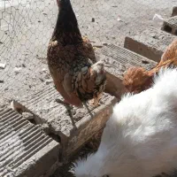 مرغ وکفتر|حیوانات مزرعه|لنجان, |دیوار