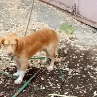 سگ پا کوتاه|سگ|تالش, تالش|دیوار