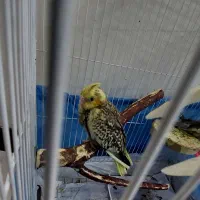 عروس هلندی سرلاکی|پرنده|تهران, علم و صنعت|دیوار