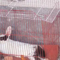 خرگوش ماده همراه با قفس
