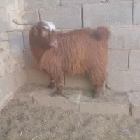 کهره سبک