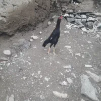 فروش اوشامو برزیلی