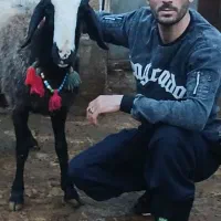 گوسفند شال یکجا بفروش میرسد|حیوانات مزرعه|شال, |دیوار