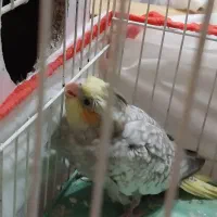 جوجه عروس هلندی