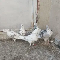 کبوتر|حیوانات|قم, چهل اختران|دیوار