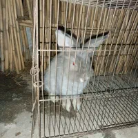 خرگوش شیطون