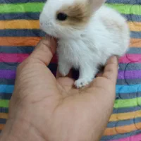 خرگوش لوپ|موش و خرگوش|بندرعباس, |دیوار