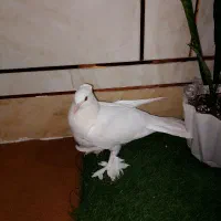 کبوترشهری چینی نریه پری|پرنده|گتوند, |دیوار