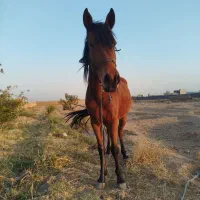 اسب مادیون دره شوری|اسب و تجهیزات اسب‌سواری|ساوه, |دیوار