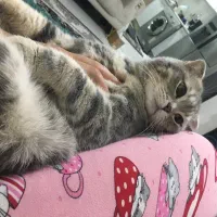 گربه اسکاتیش