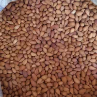 بادام کوهی تلخ
