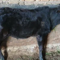 گوساله ماده چاق چاق وزن ۱۷۵ک کیلو۵۵۰هزاراذرسا