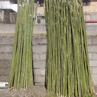 بامبو برای پایه کیوی وگلخانه ونهال