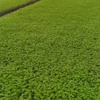 فروش انواع نشاء گوجه ،فلفل ،بادمجان