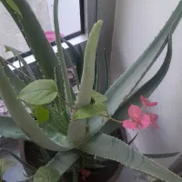 گل الورا|گل و گیاه طبیعی|یامچی, |دیوار