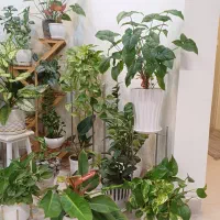 فروش گل های آپارتمانی به دلیل مهاجرت|گل و گیاه طبیعی|تهران, وردآورد|دیوار