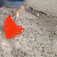 کفتر