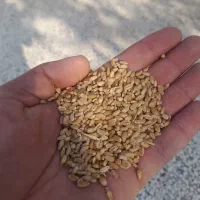 بذر گندم فلوریمان