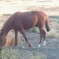 اسب|اسب و تجهیزات اسب‌سواری|گرمی, |دیوار