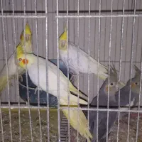 عروس هلندی سالم وزیبا|پرنده|آمل, |دیوار