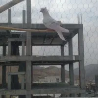 نر نباتی خال سیاه|پرنده|ایلام, |دیوار