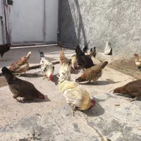 ۲ عدد خروس و ۴ عدد مرغ