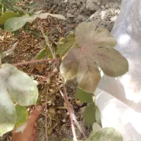 نهال قهوه|گل و گیاه طبیعی|ایرانشهر, |دیوار