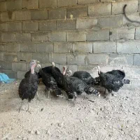بوقلمون|پرنده|اصفهان, نصرآباد|دیوار