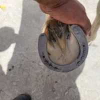 نعل کارکرده|کلکسیون اشیاء عتیقه|برازجان, |دیوار