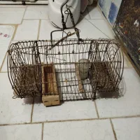 سهره و قفس سهره|پرنده|شهریار, شهرک بهاران (ویره)|دیوار