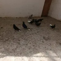 کبوتر|پرنده|شیروان (خراسان), |دیوار