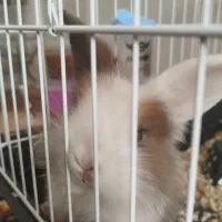 خرگوش زیبا|موش و خرگوش|قرچک, زیبا شهر|دیوار