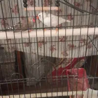 فنچ یک جفت ۱۰۰تومان