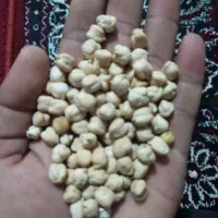 نخود بهاره ۵ تن