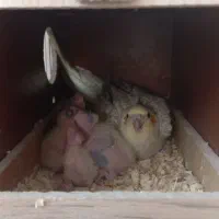 جفت عروس هلندی با ۴عدد جوجه