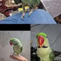 شاه طوطی گمشده|پرنده|اسلام‌شهر, شهرک مفیدی|دیوار