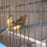 قناری ابلغ سرخ|پرنده|مرودشت, علی‌آباد‎|دیوار