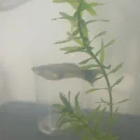 ماهی گوپی|ماهی|بندرعباس, |دیوار