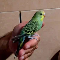 فروش مرغ عشق دستی جوان