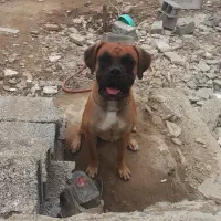 سگ باکسر اصیل