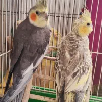 دوعدد عروس